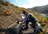 Estudian cómo preservar los suelos de los viñedos para hacer frente a la erosión 