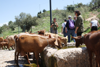 La puesta en valor de la Cabra Malagueña centra una nueva edición del programa “Del Campus al Campo” 