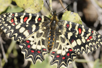 Desvelan cuáles son las zonas más favorables para la reproducción de las mariposas