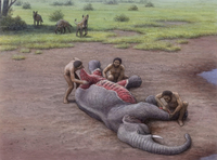 Los hombres y las hienas competían por la carroña en el Pleistoceno