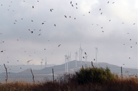 Estudian las migraciones de aves en el Estrecho de Gibraltar para situar de forma adecuada los parques eólicos