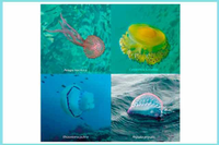 Investigadores del Departamento de Geografía han realizado una cartografía de las especies de medusas más frecuentes en el litoral andaluz y su recurrencia en el tiempo
