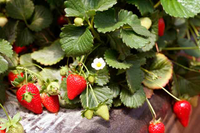Investigadores identifican diez componentes que mantienen la frescura de la fresa tras la recolección