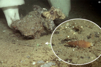 Científicos de la UMA y del IEO describen una nueva especie para la ciencia en un monte submarino frente a las costas andaluzas