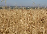El Furfural se obtiene de cultivos agrícolas como el maíz o la avena