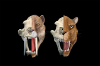 Los dos tipo de dientes de sable identificados por investigadores de la UMA