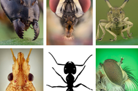 Una imagen de la exposición ‘Bichos: el mundo de los insectos’ 