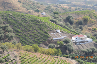 Imagen del cultivo tradicional de la uva pasa