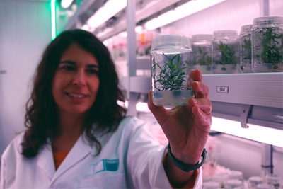  La investigadora Elena Palomo Ríos sostiene un cultivo de Olea europea en una de las cámaras visitables del IHSM La Mayora UMA-CSIC