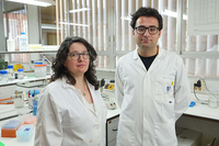 Diseñan una nueva estrategia antiviral frente al SARS-CoV-2, el patógeno responsable de causar la COVID-19