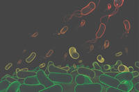 Bacterias que causan enfermedades en plantas colaboran para derrotar al sistema inmunológico vegetal