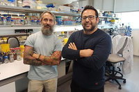Investigadores identifican la molécula de una bacteria capaz de eliminar hongos en varios cultivos