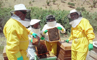UMA y Bee Garden comparten un proyecto que evaluará miel y propóleo en Málaga