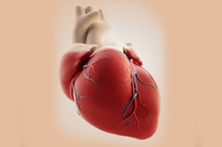 El nivel socioeconómico podría ser un factor determinante en el riesgo cardiovascular