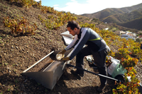 Estudian cómo preservar los suelos de los viñedos para hacer frente a la erosión