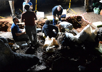 Nociones básicas de Arqueología de campo: La excavación arqueológica