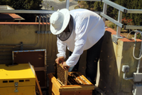 La UMA promueve una investigación para desarrollar la apicultura urbana