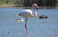 Visita científica y lúdica a la Laguna de Fuente de Piedra