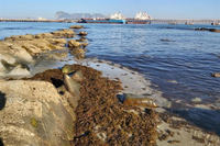 La UMA realizará el análisis para definir el alga asiática como especie invasora