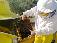 La UMA participa en el Programa de apoyo a las abejas de Bee Garden adoptando una colmena [SGA] [SmartUMA]