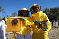 La UMA adopta una colmena del programa de apoyo 'Bee Garden'