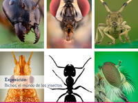 Vídeo de la exposición «Bichos: el mundo de los insectos» [SGA]