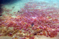 El seguimiento de índices atmosféricos puede anticipar la posible incidencia de medusas en las playas malagueñas
