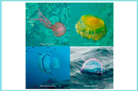 La confluencia de la Costa del Sol oriental y la tropical es la franja del litoral andaluz con más avistamientos de medusas