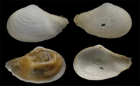Científicos de la UMA y del Instituto de Oceanografía identifican 232 especies de moluscos en el Golfo de Cádiz