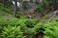 Investigadores continúan con el estudio de la diversidad vegetal de la Sierra de las Nieves