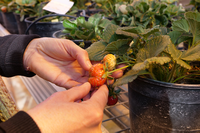 Identifican un nuevo gen esencial para la regulación de la maduración de la fresa