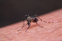Investigadores de la UMA advierten del aumento del área de distribución de los mosquitos vectores del dengue