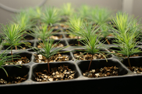 Un estudio demuestra los beneficios del amonio para el crecimiento de las raíces del pino