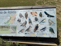Salida 13/05/22 a Ronda - Parque Sierra de las Nieves - Marbella