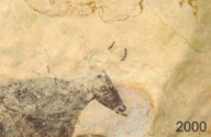 El tratamiento que puso en peligro las pinturas rupestres de Lascaux