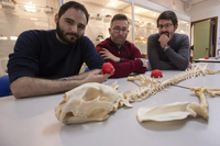 Paleontólogos de la UMA demuestran nuevas características del extinto guepardo americano ‘Miracinonyx’ 