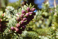Monitorizan por primera vez la polinización del pinsapo para evaluar su respuesta al cambio climático