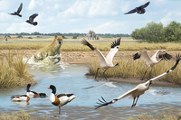 Reconstrucción del paleoambiente del yacimiento fósil con las tres especies de aves (pato, grulla y cuervo), cuyos restos se han identificado en el cubil de hienas que era el yacimiento