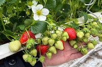 Este proyecto internacional investiga el desarrollo de nuevas estrategias de mejora para bayas (fresas, arándanos y frambuesas), sin que estas afecten a su producción y calidad