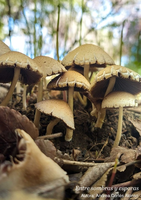 entre sombras y esporas