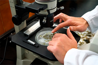 La investigación ha sido realizada por un equipo científico de la Facultad de Ciencias