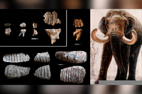 Restos dentales de Mammuthus meridionalis hallados en Dmanisi y reconstrucción