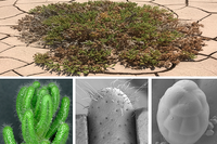 La planta modelo del estudio, Nolana mollis/ PNAS