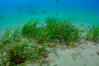 Las angiospermas marinas juegan un papel clave en el funcionamiento de los ecosistémas