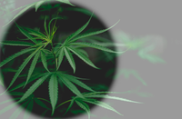 Seminario-cannabis