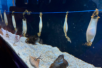 La UMA colaborará con Sea Life para impulsar un novedoso estudio en embriones de tiburón