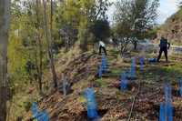 Plantación de árboles en Málaga