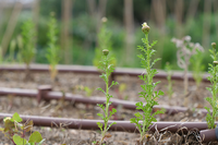 Imagen del huerto urbano de la UMA