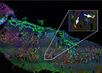 INVESTIGACIÓN UMA