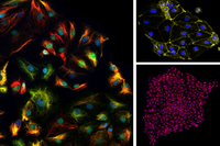 Detalles de la diferenciación de células madre embrionarias humanas 